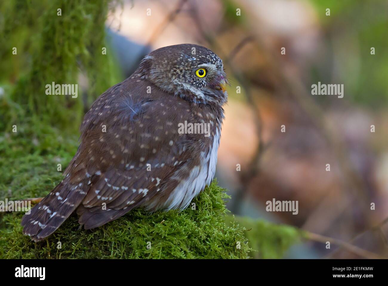 Eurasische Zwergeule (Glaucidium passerinum) auf moosigen Zweig, Hessen, Deutschland Stockfoto