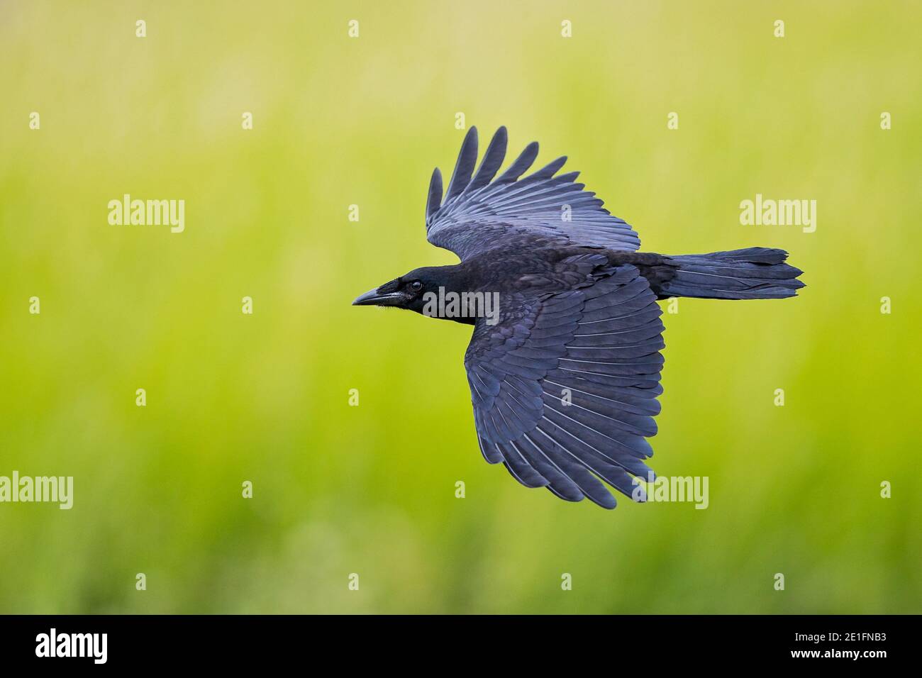 Aas-Krähe (Corvus corone) für Erwachsene Nahaufnahme mit offenen Flügeln, Hessen, Deutschland Stockfoto