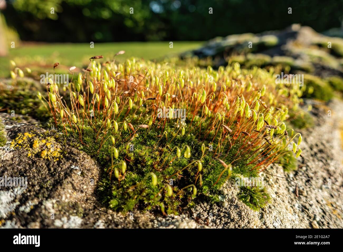 Aus einem kleinen Mooswald wächst neues und winziges Leben Im Januar Stockfoto
