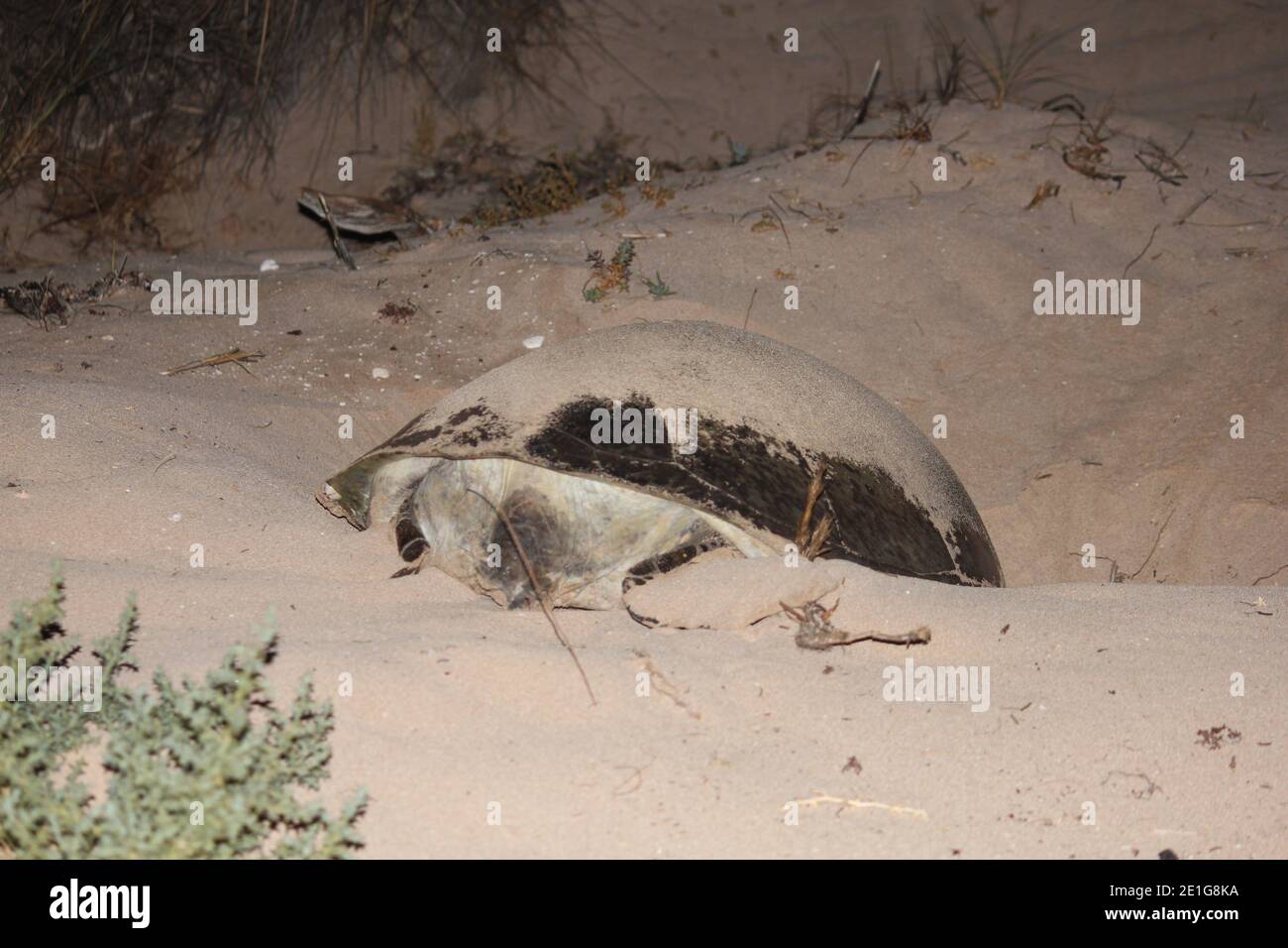 Eine grüne Meeresschildkröte, die im Ningaloo Reef, Westaustralien, ein Nest gräbt, um ihre Eier zu legen. Stockfoto