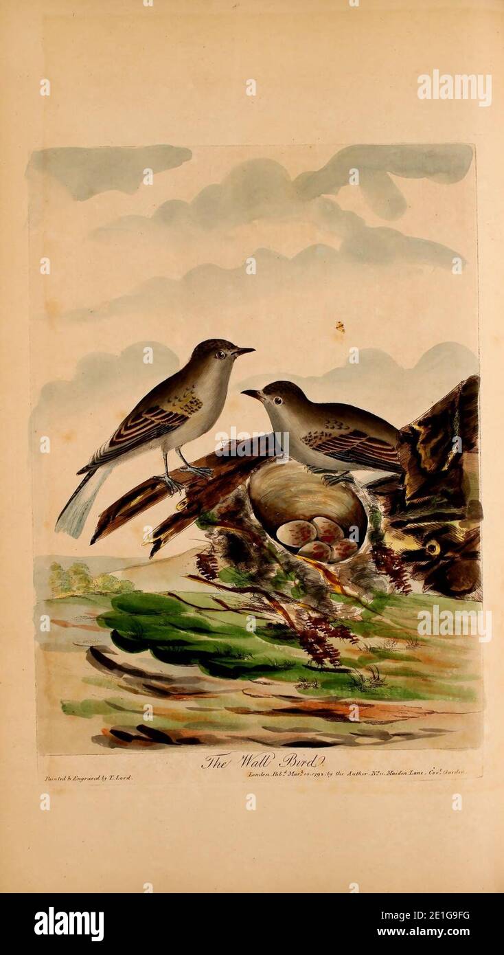 Des Herrn gesamte Neuregelung der Ornithologie oder ökumenische Geschichte der British Birds (pl. XXXII) Stockfoto