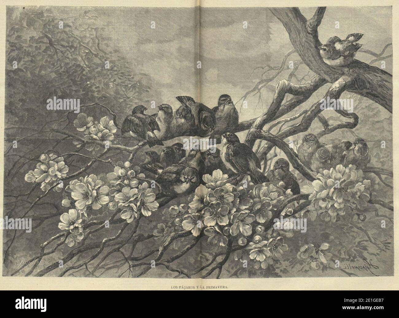 Los pájaros y la primavera, de Giacomelli. Stockfoto