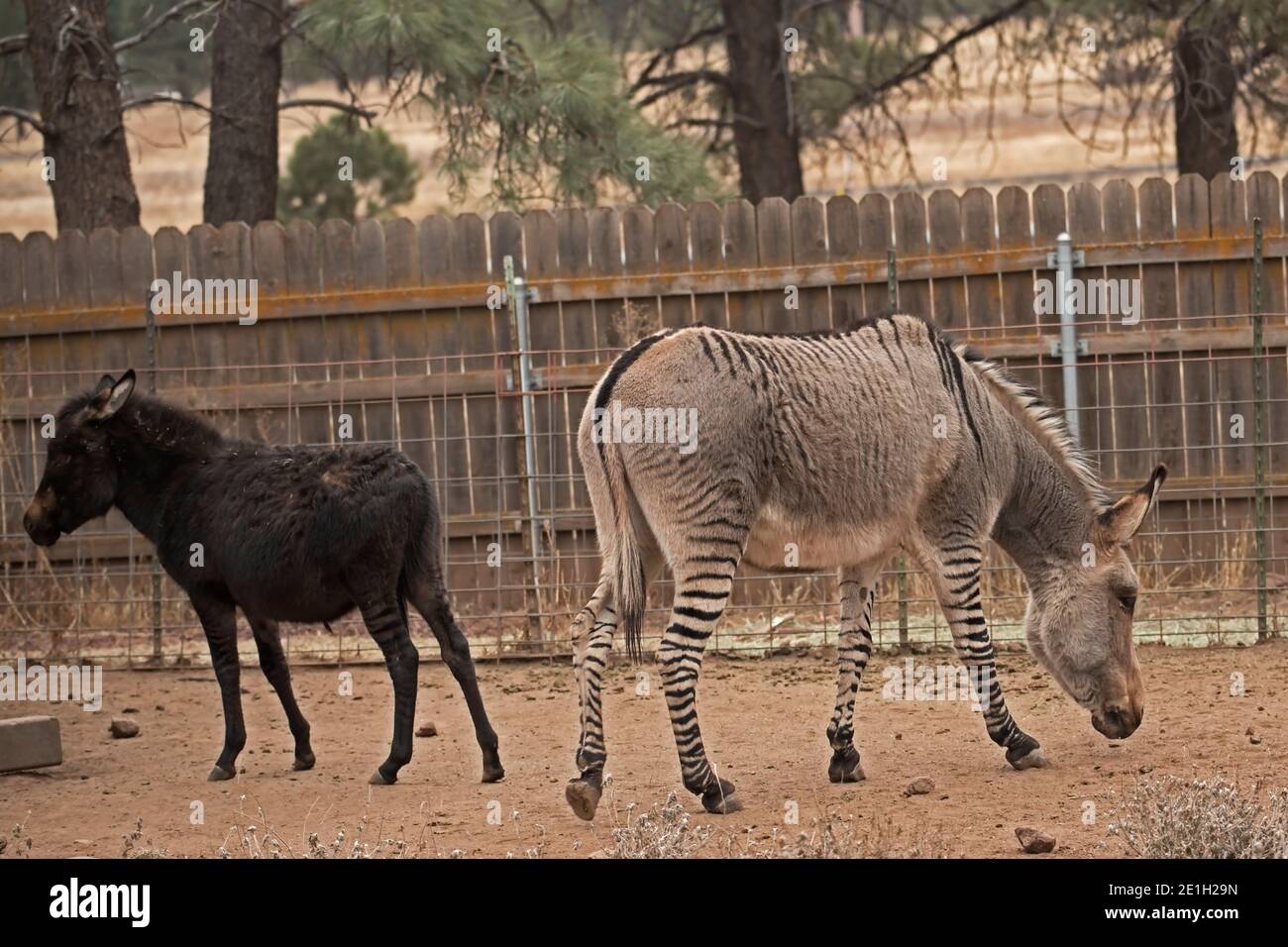 Ein brauner Esel und ein gestreifter Zonkey (Mischung aus Zebra und Esel) Essen Stockfoto