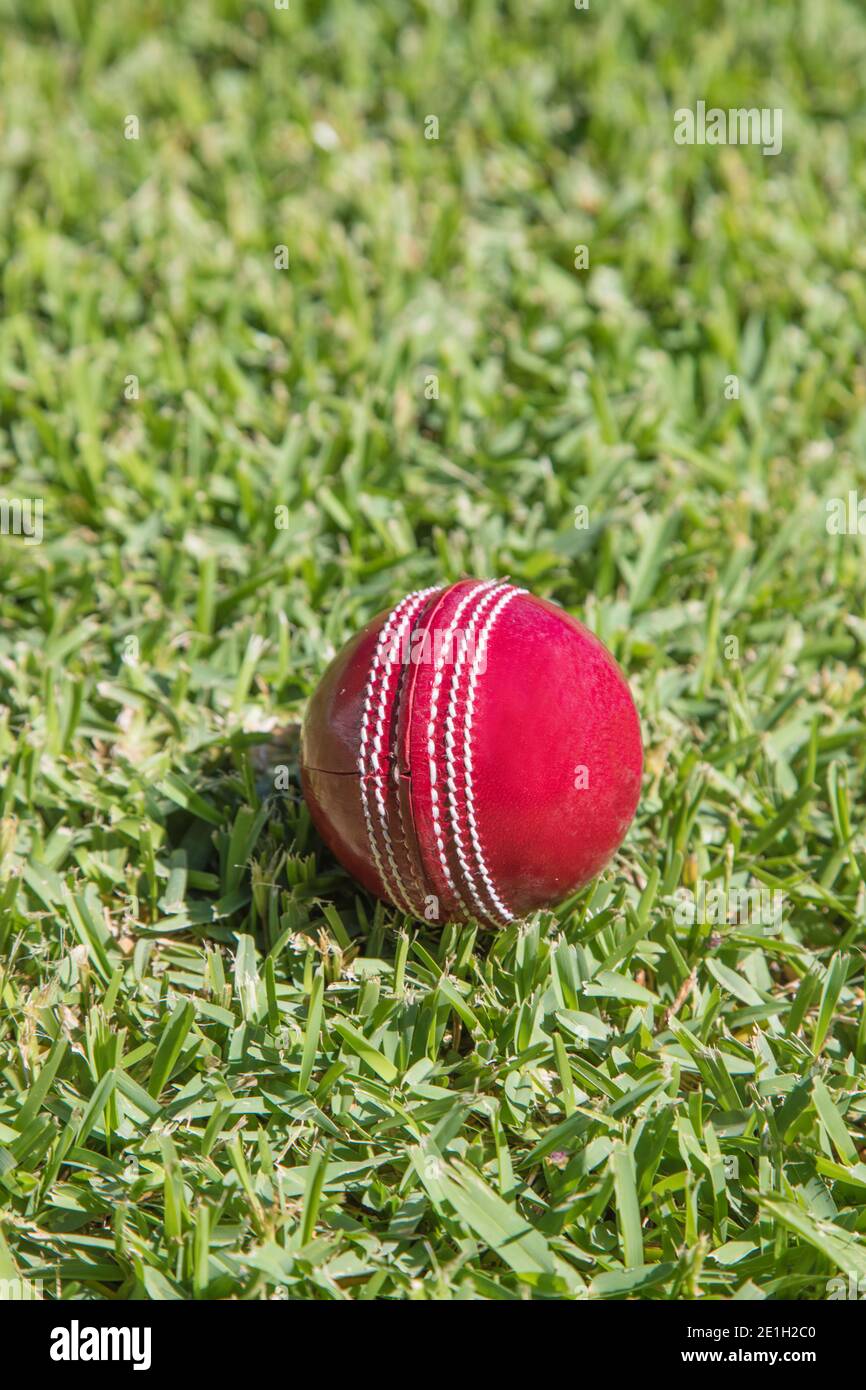 Ein roter Cricket-Ball aus Leder auf grünem Gras. Stockfoto