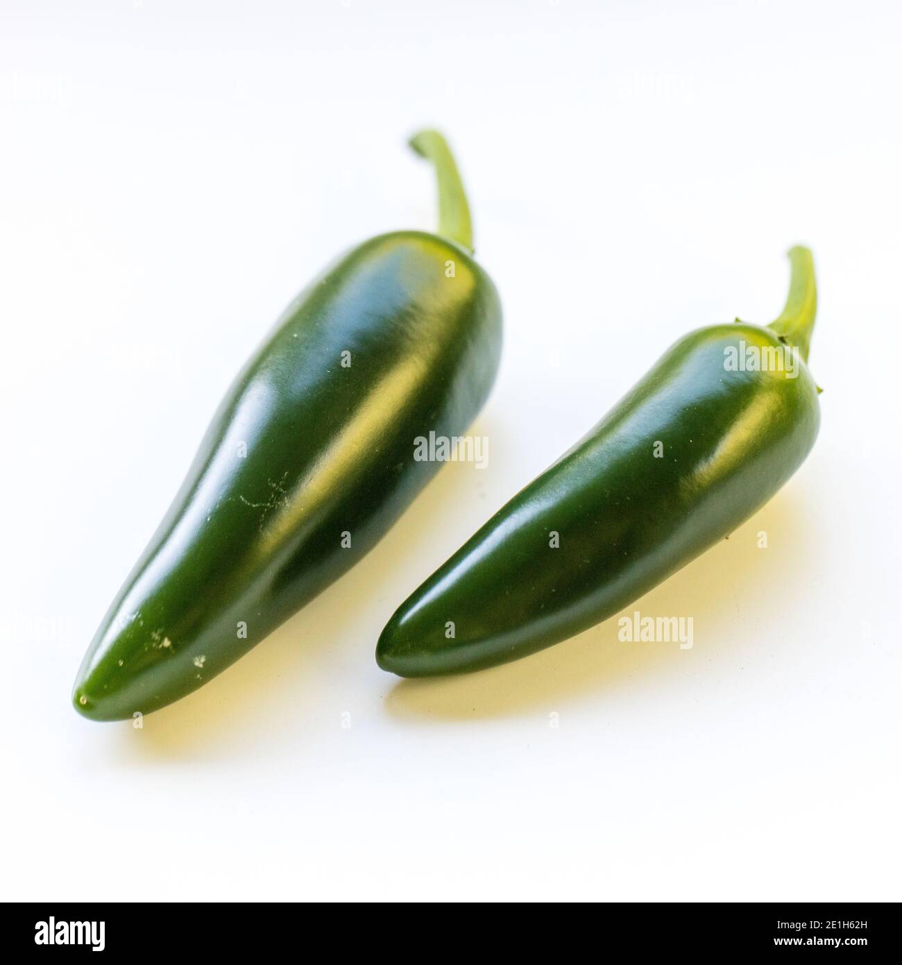 'jalapeño' Chili Pepper, Spanskpeppar (Capsicum annuum) Stockfoto