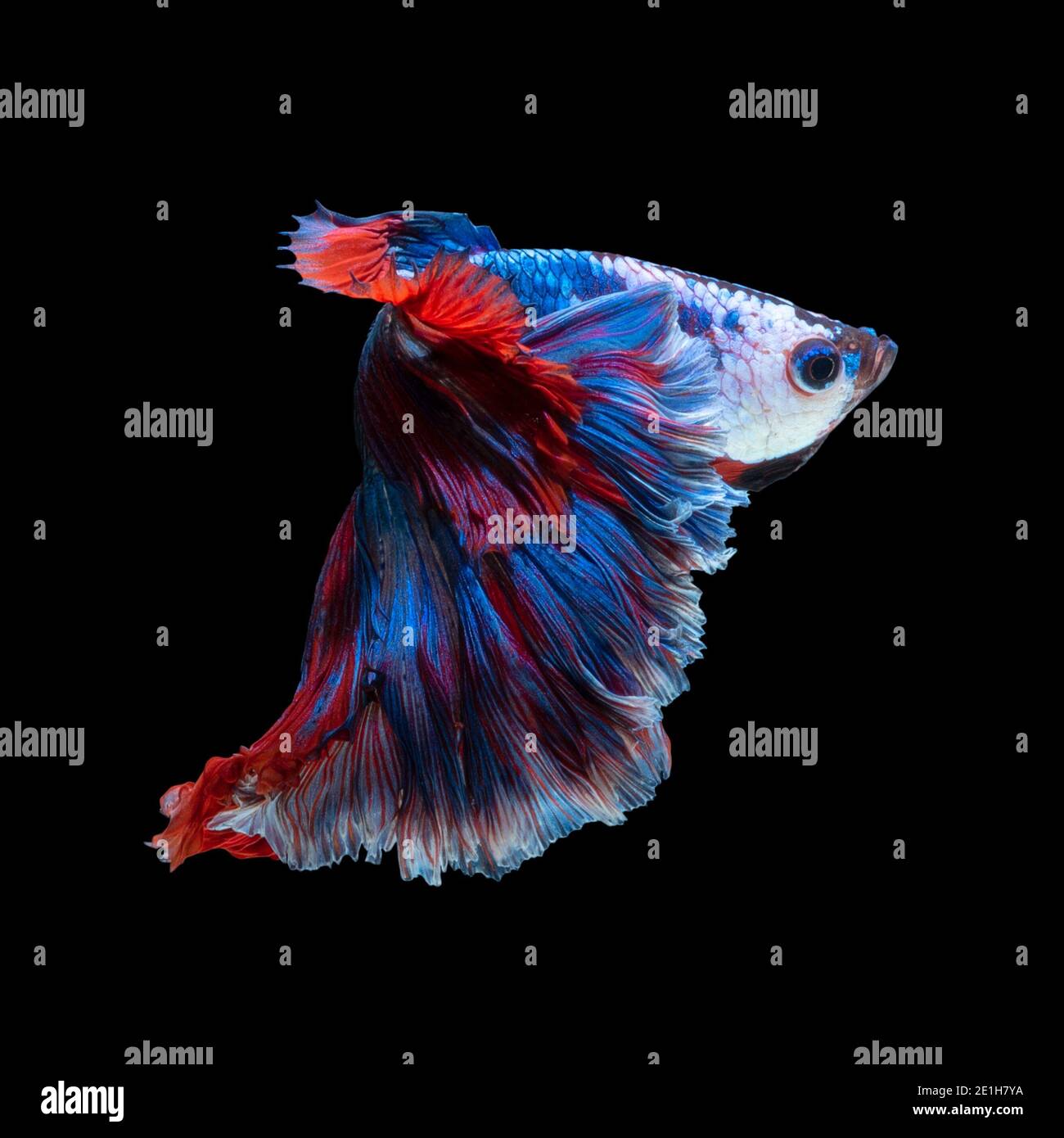 Close up Kunst Bewegung von Betta Fisch oder Siamese fighting fish auf schwarzem Hintergrund Stockfoto