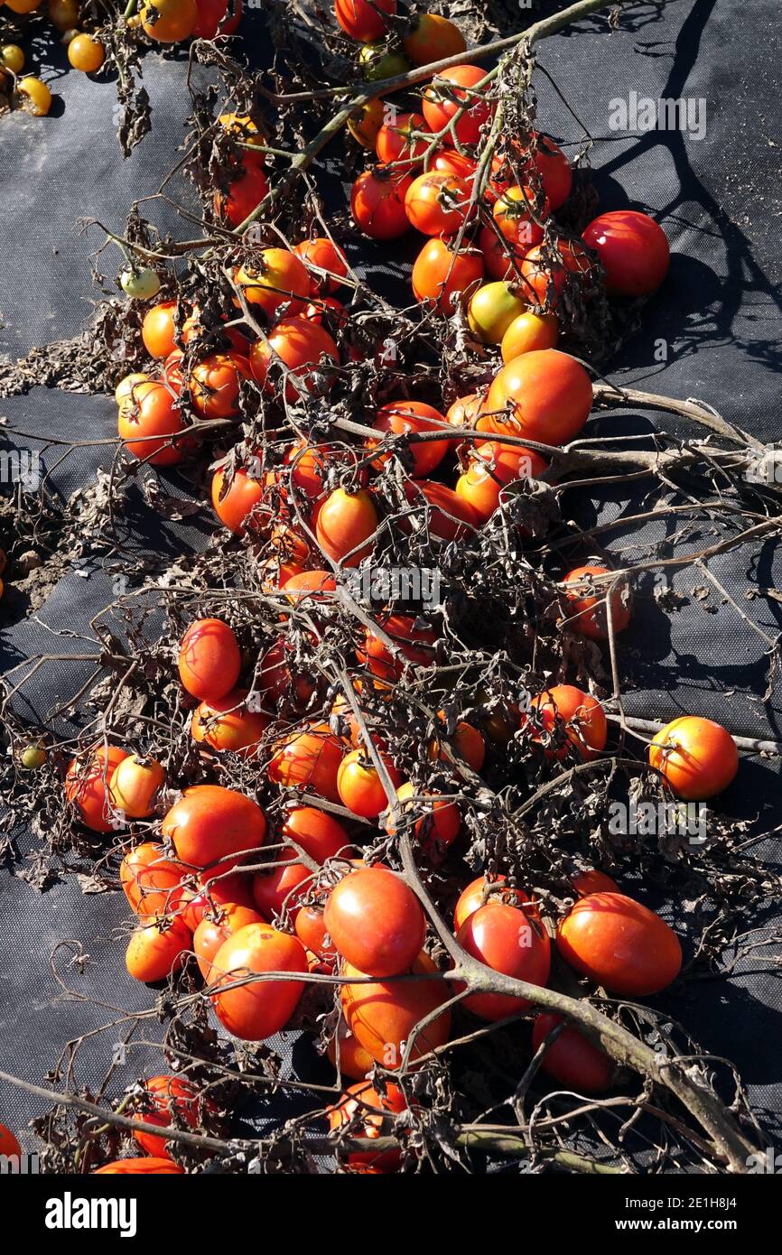 Plastikmulch in einer Tomate Solanum lycopersicum produzieren Tomaten Stockfoto