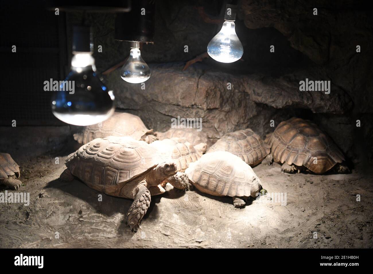 Chongqing, China. Januar 2021. Sulcata-Schildkröten bleiben unter Heizlampen im Chongqing Zoo in Chongqing, Südwestchina, 7. Januar 2021. Quelle: Tang Yi/Xinhua/Alamy Live News Stockfoto