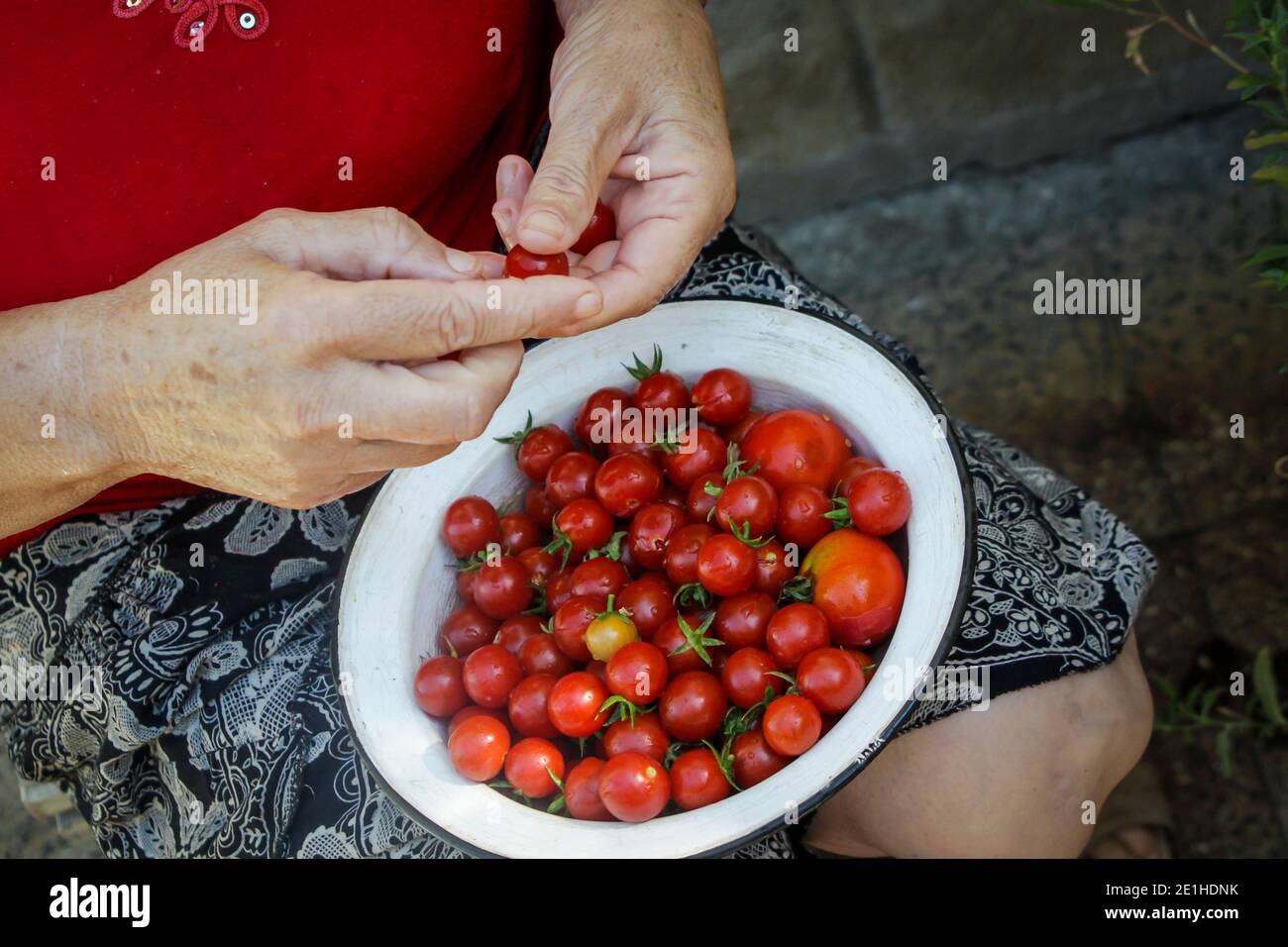 Alte Dame bereitet eine Schüssel Kirschtomaten über den Winter zu bewahren, Bulgarien Stockfoto