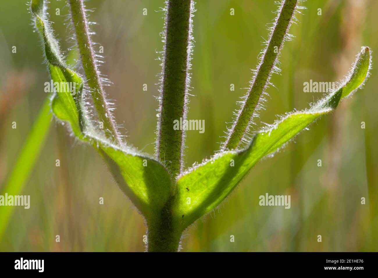 Arnika, echte Arnika, Bergwohlverleih, Berg-Wohlverleih, Blatt, Blätter, Stängel, Arnica montana, Arnika, Leopardenbane, Wolfsbane, Bergtobacc Stockfoto