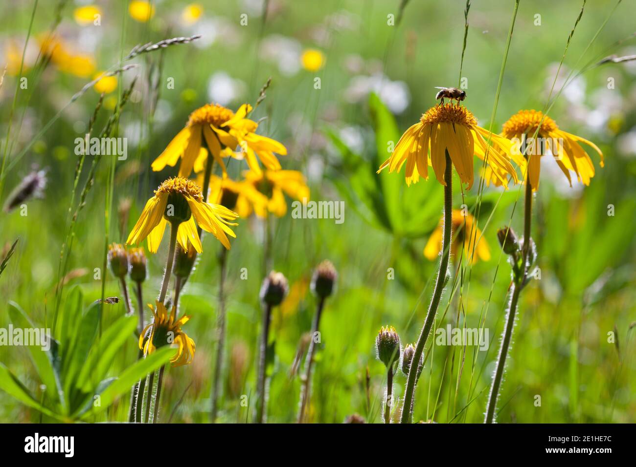 Arnika, echte Arnika, Bergwohlverleih, Berg-Wohlverleih, Arnica montana, Arnika, Leopardenbane, Wolfsbane, Bergtabak, Bergarnica, L’Arn Stockfoto