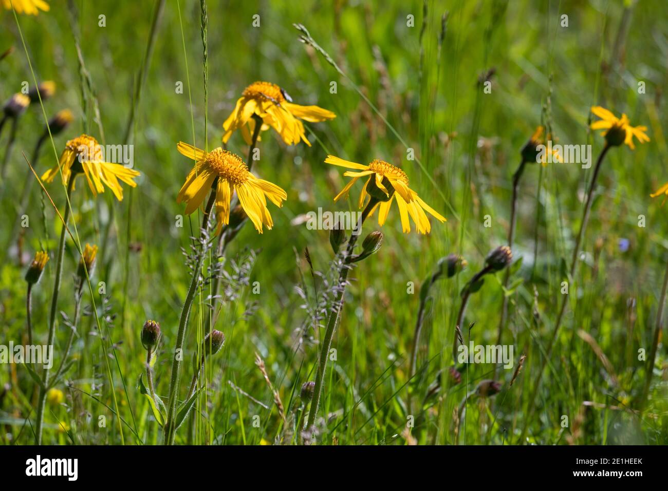 Arnika, echte Arnika, Bergwohlverleih, Berg-Wohlverleih, Arnica montana, Arnika, Leopardenbane, Wolfsbane, Bergtabak, Bergarnica, L’Arn Stockfoto