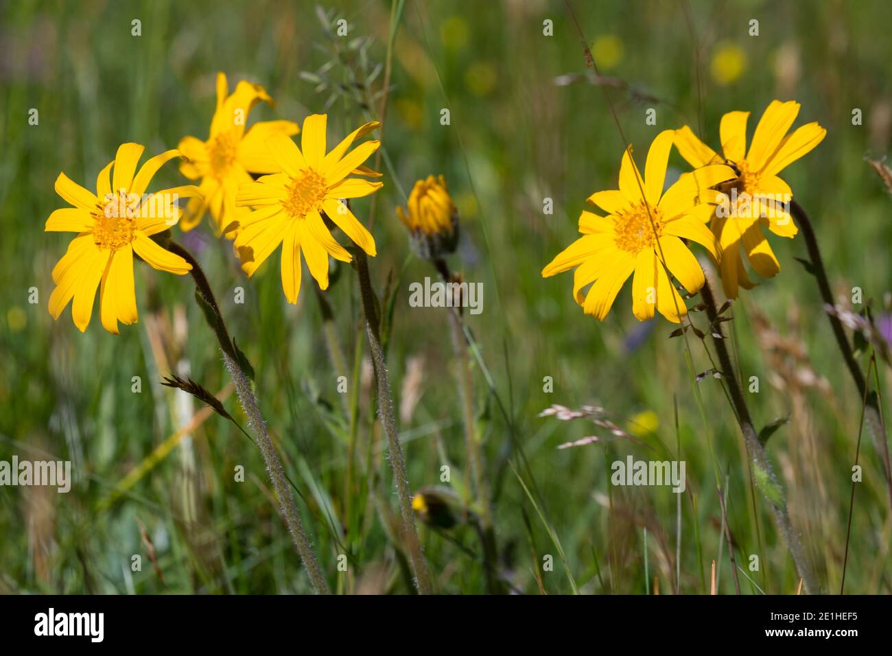 Arnika, echte Arnika, Bergwohlverleih, Berg-Wohlverleih, Arnica montana, Arnika, Leopardenbane, Wolfsbane, Bergtabak, Bergarnica, L’Arn Stockfoto