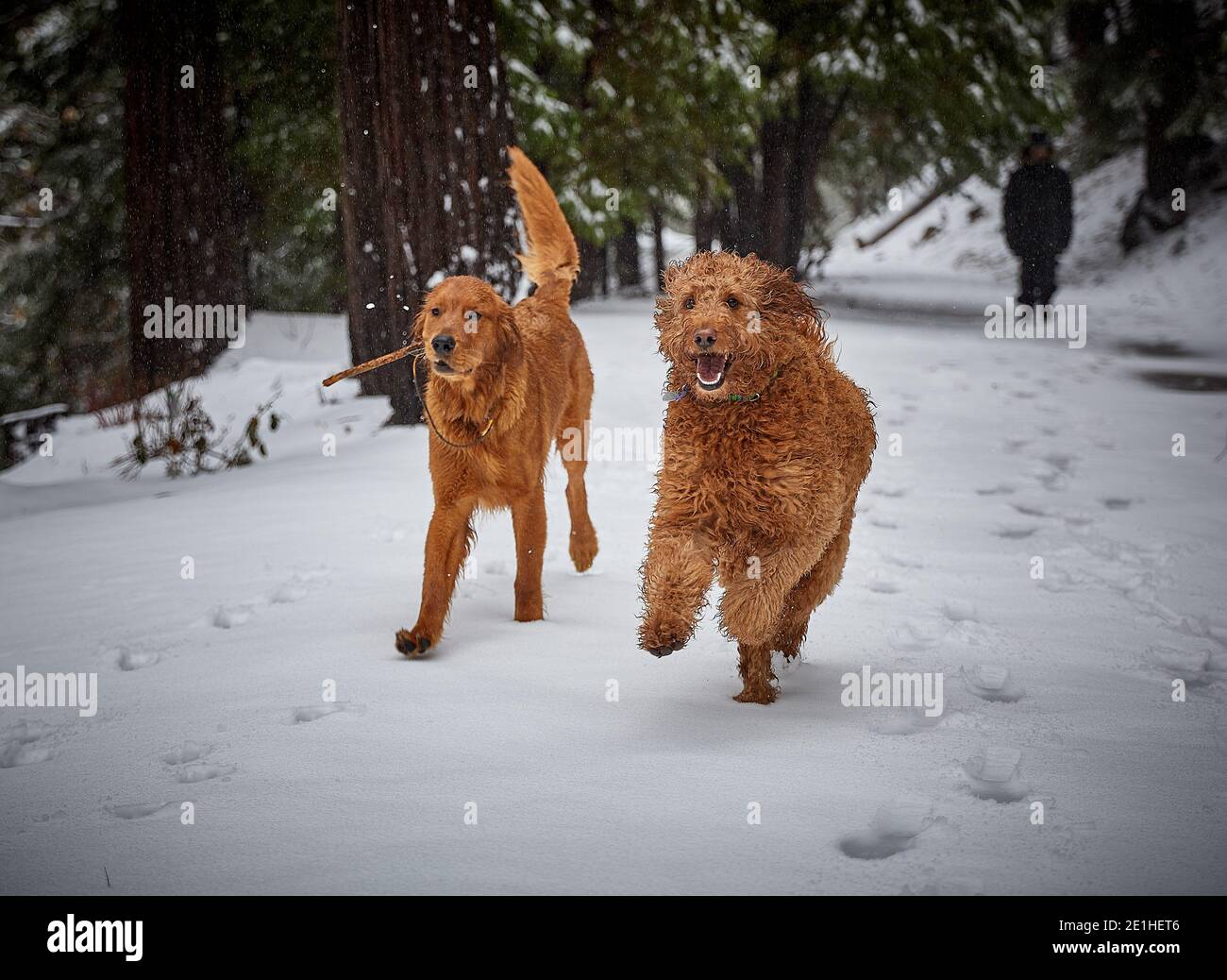 Labradoodle und Golden Retriever Hunde laufen in frischem Schnee Lake Arrowhead California Forest Waldgebiet Stockfoto