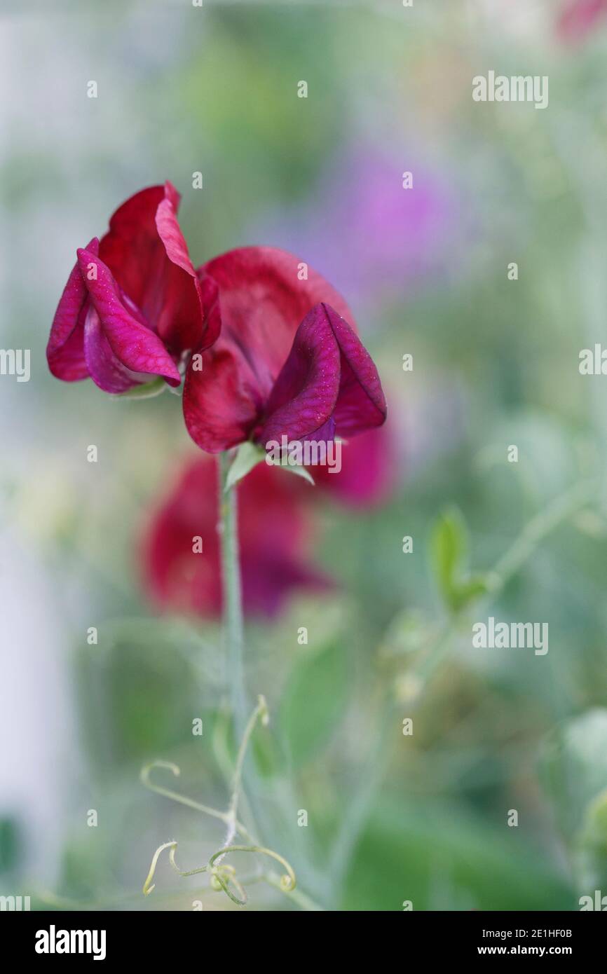 Süße Erbsenblüte ‘M„Atucana“ Stockfoto