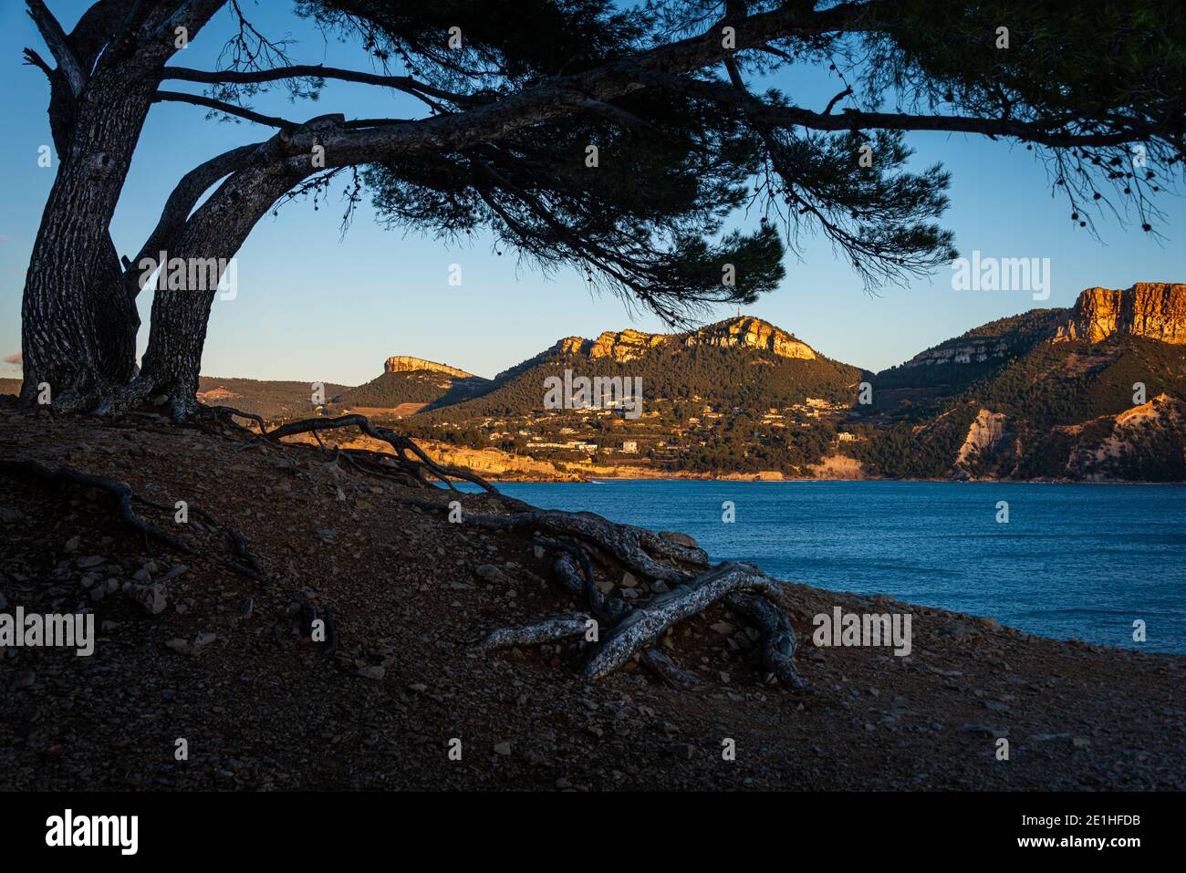 Cap Canaille Cassis Frankreich, im Abendlicht auf den Klippen Mit einem Baum im Vordergrund Stockfoto