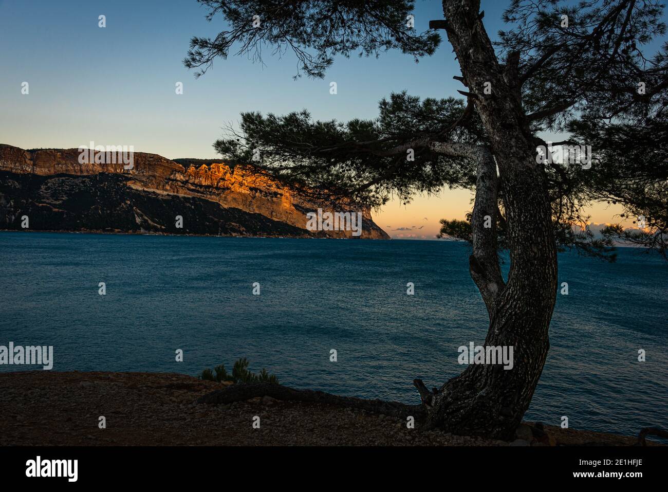 Cap Canaille Cassis Frankreich, im Abendlicht auf den Klippen Mit einem Baum im Vordergrund Stockfoto
