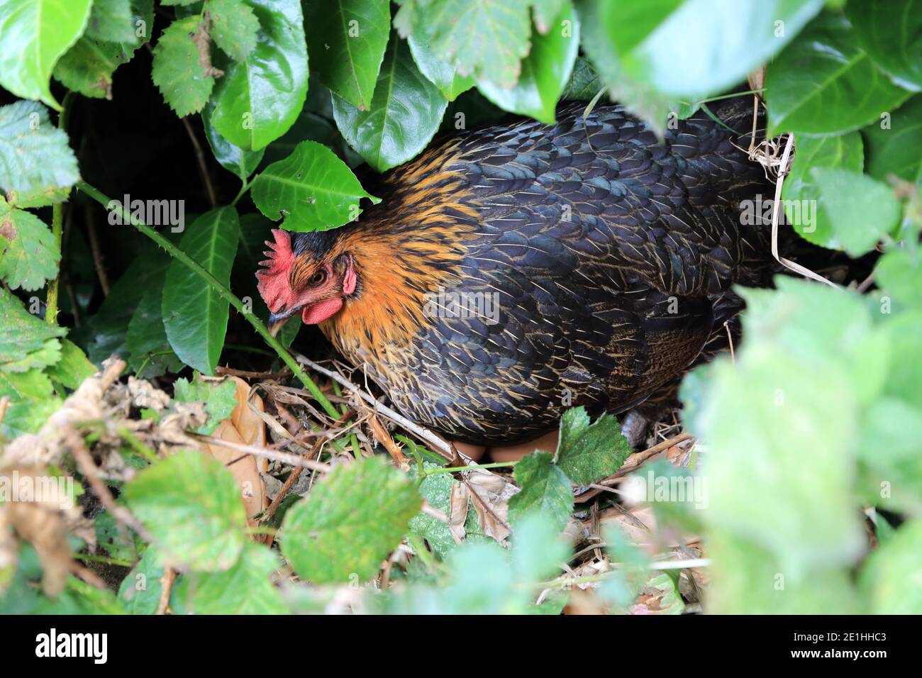 Hybrid-Hähnchen auf Nest von versteckten Eiern unter einer Hecke in einem Garten in Kent, England, Vereinigtes Königreich Stockfoto