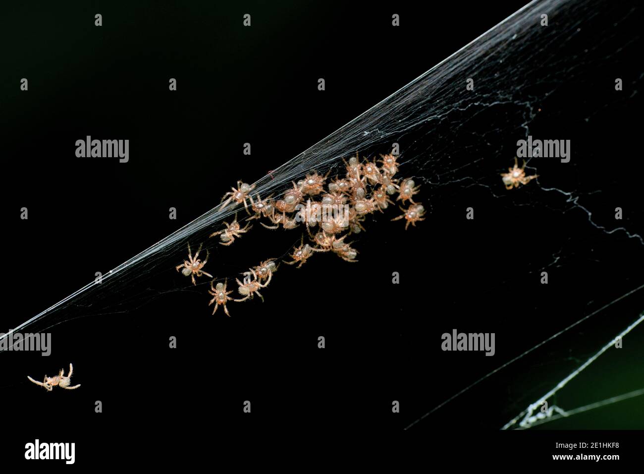 Orb Weaver Spiderlings, Neoscona mukherjee, Pune, Maharashtra Indien Stockfoto