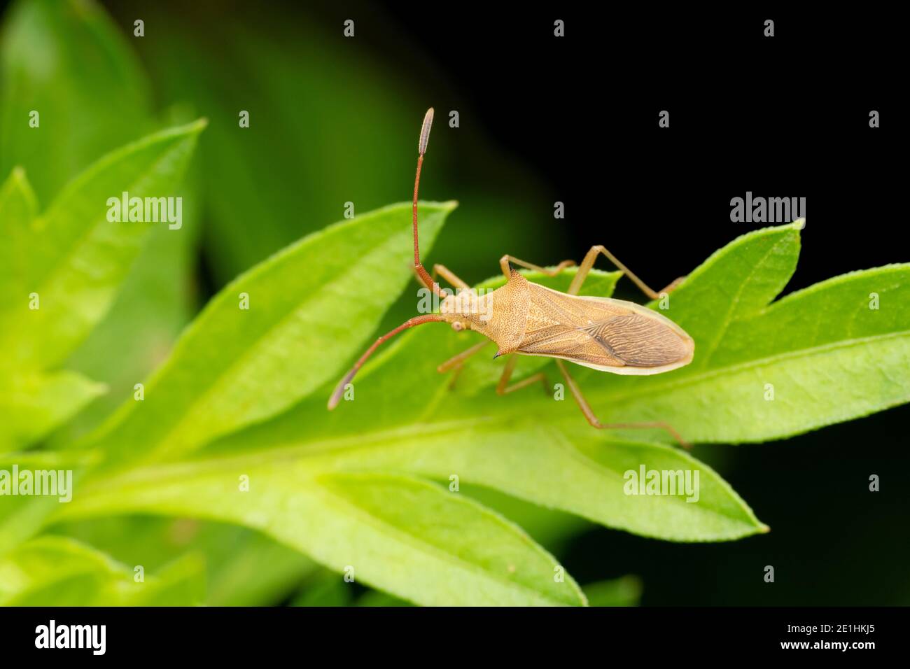 Rice Ear Stinkbug, Leptocorisa oratorius, Pune, Maharashtra, Indien Stockfoto