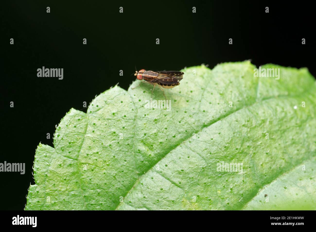 Fruchtfliege auf grünem Blatt, Drosophilidae, Pune, Maharashtra, Indien Stockfoto