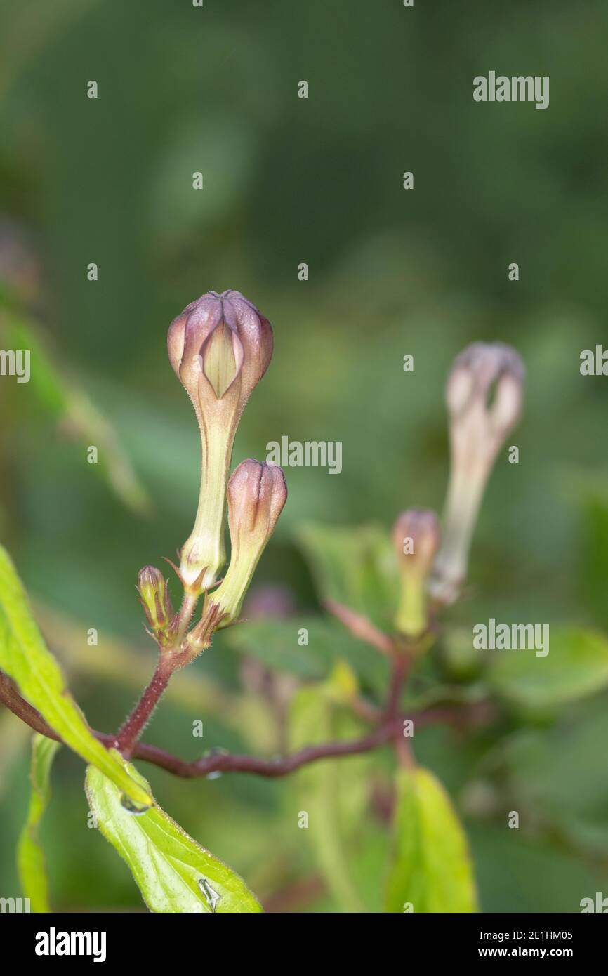 Seltene Blume, Ceropegia media, Satara Maharashtra, Indien Stockfoto