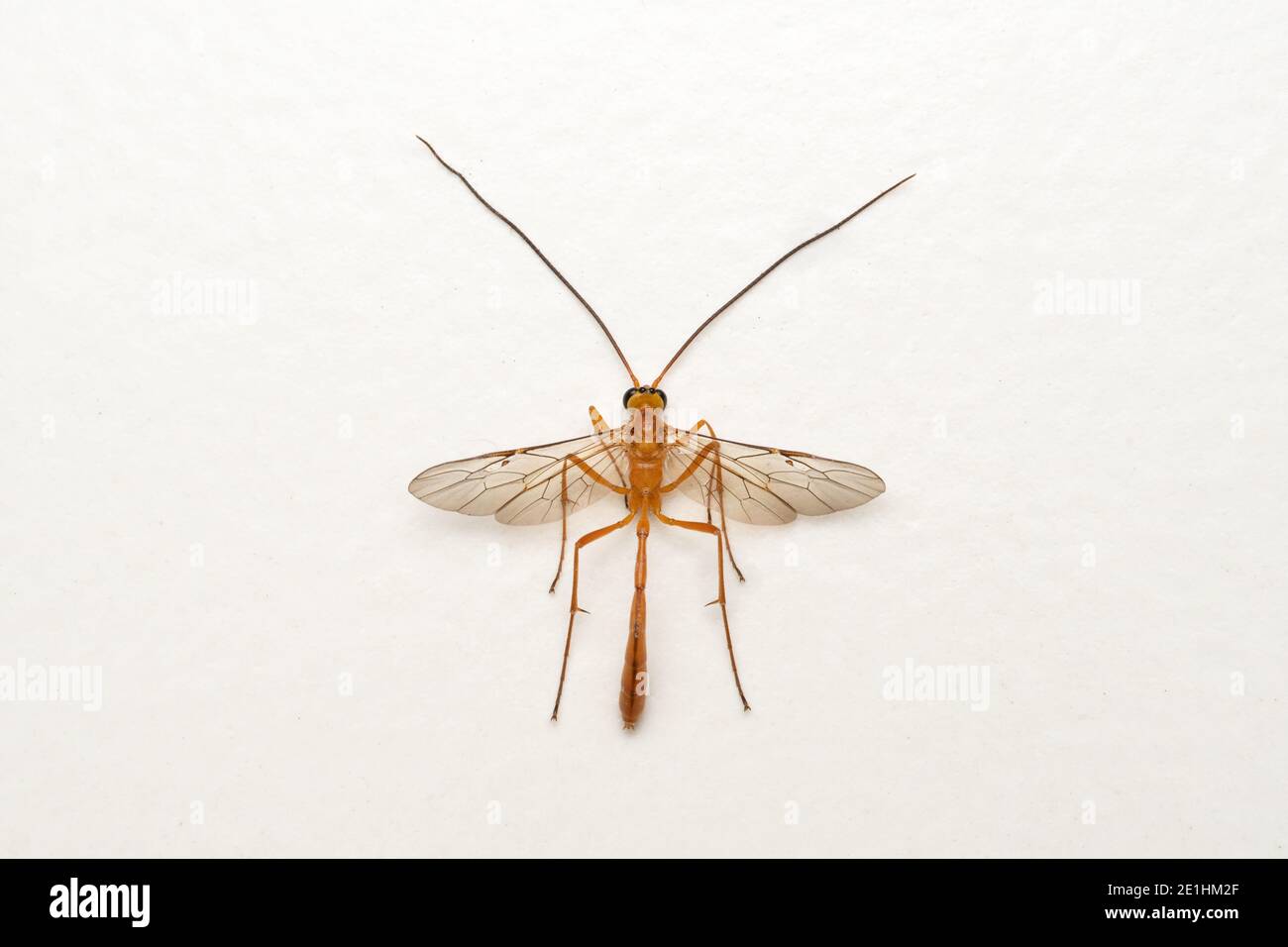 Dorsal der kurzschwanzigen Ichneumonwespe, Ophion luteus, Satara, Maharashtra, Indien Stockfoto