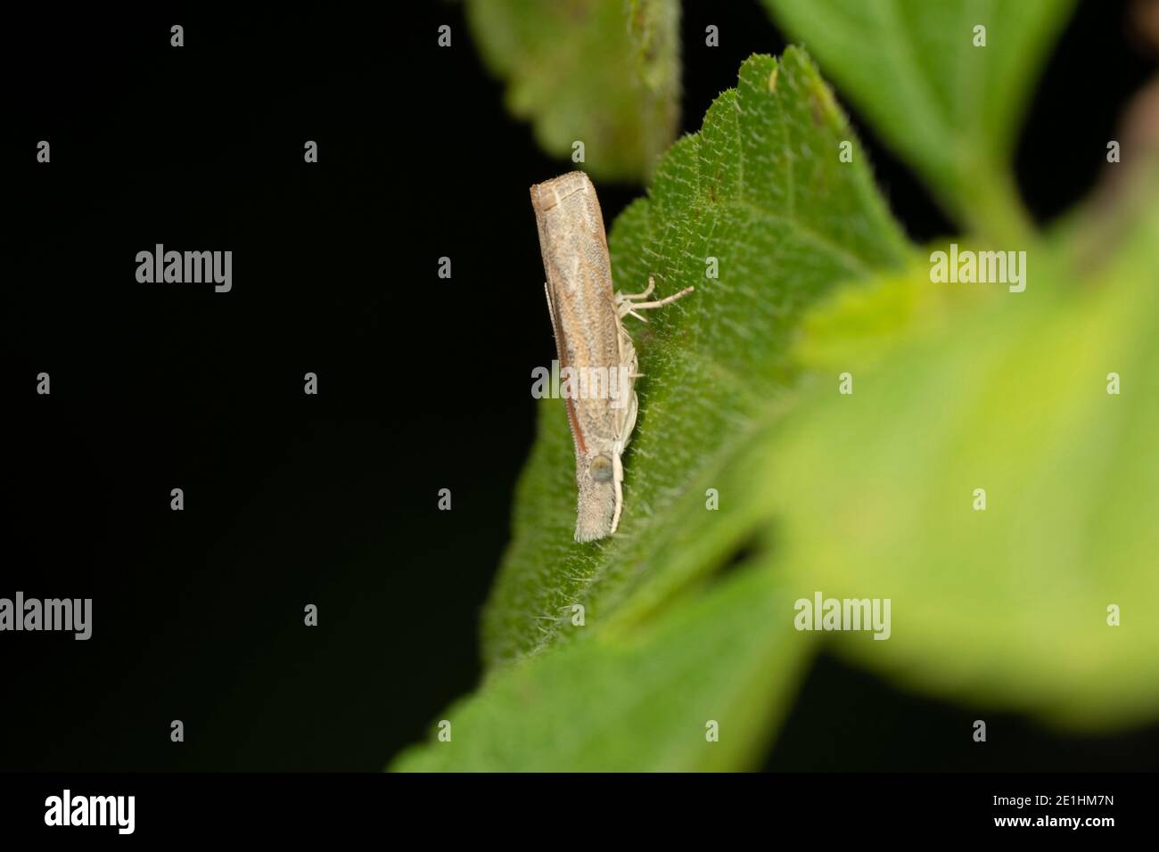 Slender Moth, Crambus pascuella, Satara, Maharashtra, Indien Stockfoto