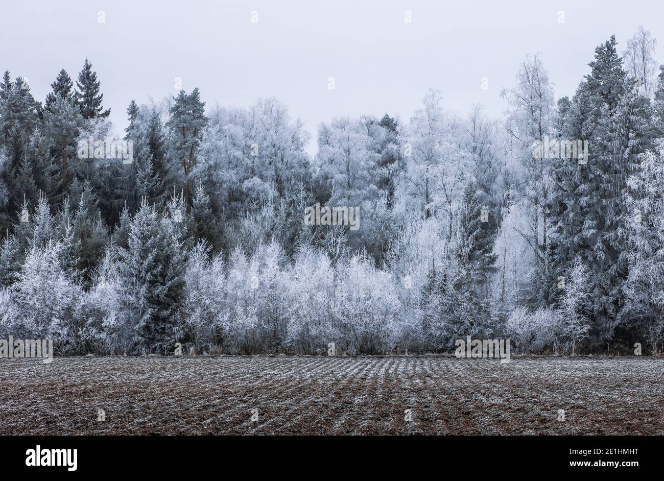 Bäume von Reif bedeckt Stockfoto
