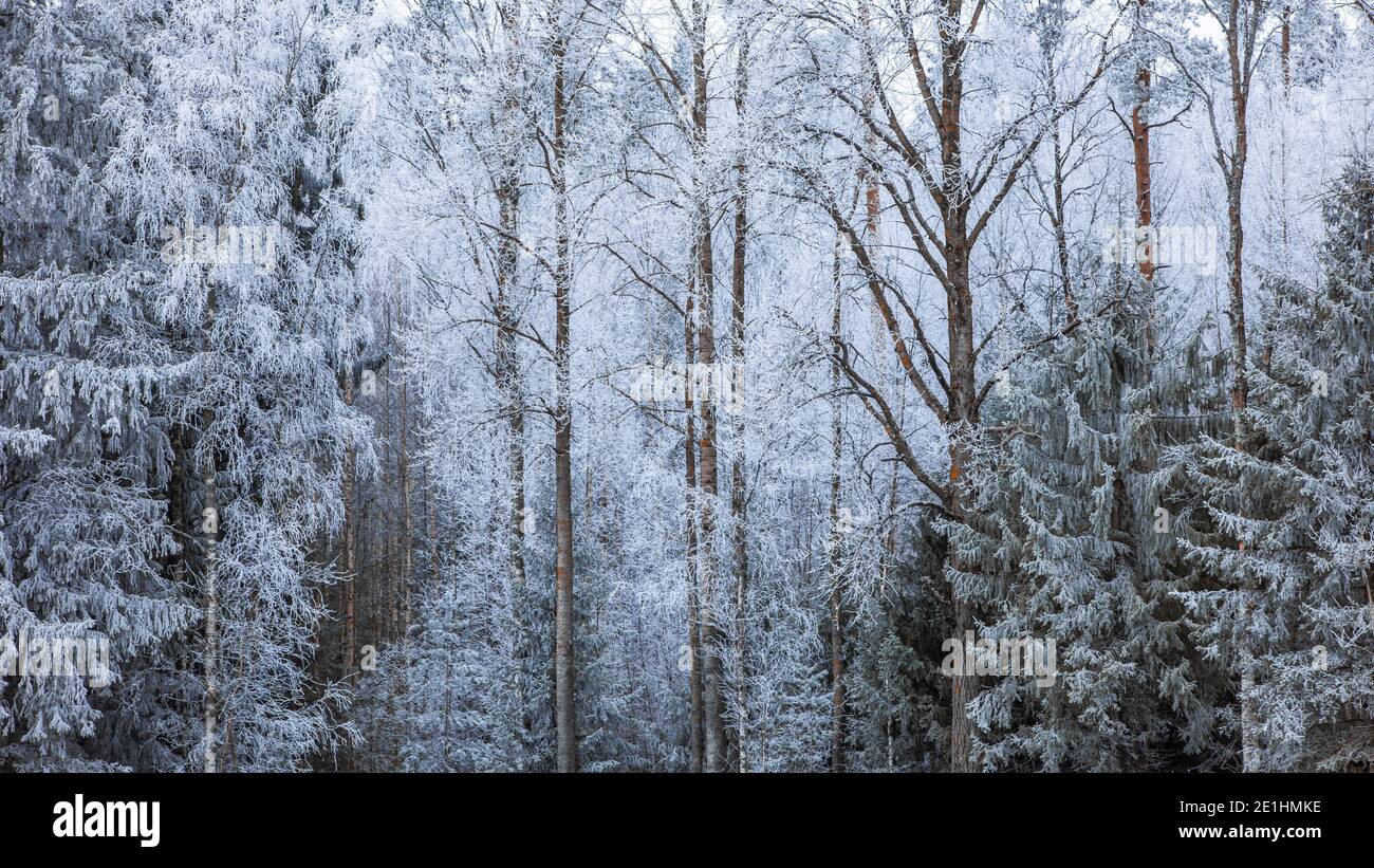 Bäume von Reif bedeckt Stockfoto