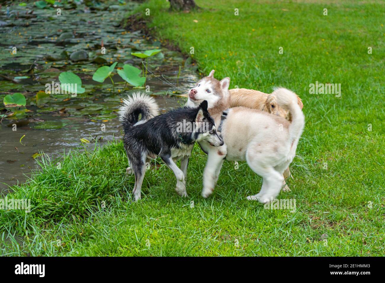 Fat alaskan Malamute und Husky Hund spielen in der Nähe des Sees Stockfoto