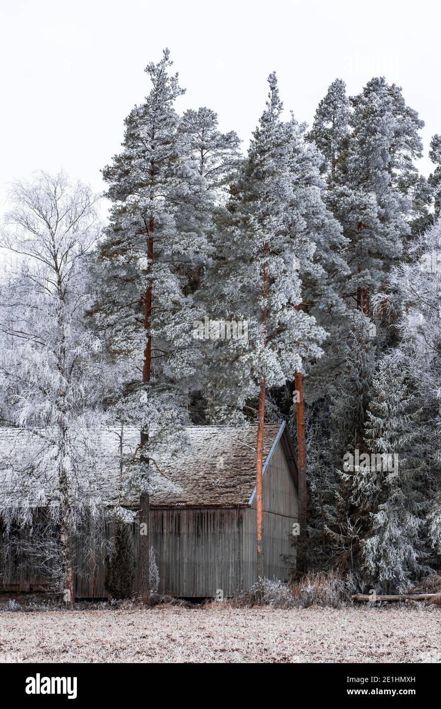 Bäume von Reif bedeckt Stockfoto