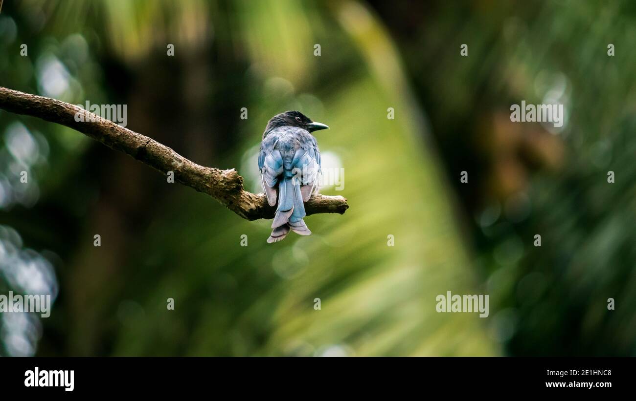 Gabelschwanz Drongo Vogel thront in einem Baum Zweig und wachsam. Diese schöne dunkle Farbe Vogel ist häufig und kann überall in Sri Lanka gesehen werden. Stockfoto
