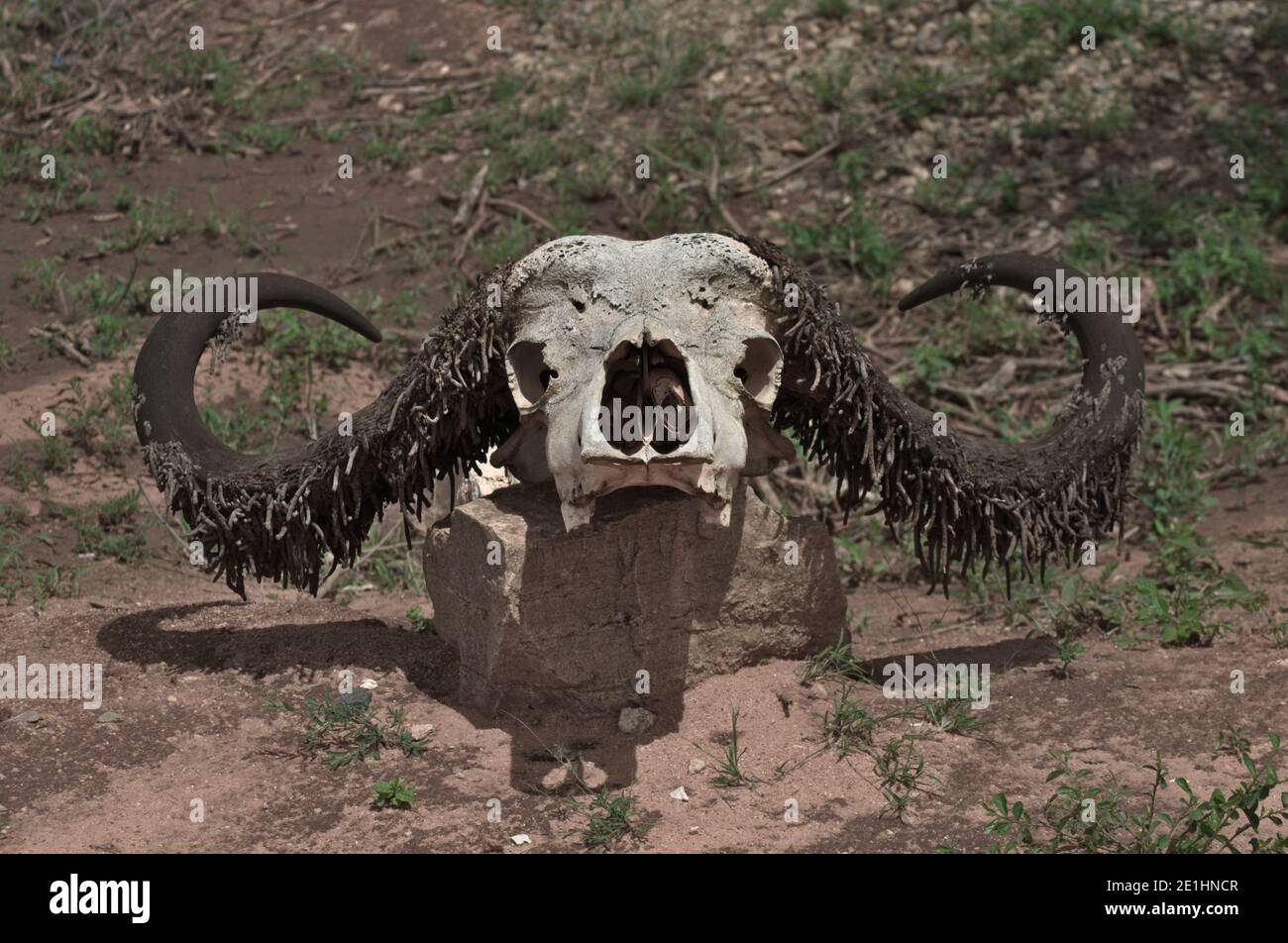 afrikanischer Büffelschädel Stockfoto