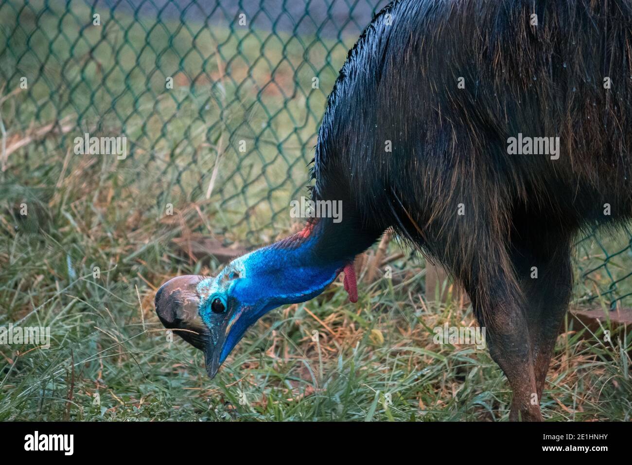 Cassowary auf den Boden pickend, nass glänzende Federn, lebendige blaue Farbe langen Hals. Stockfoto