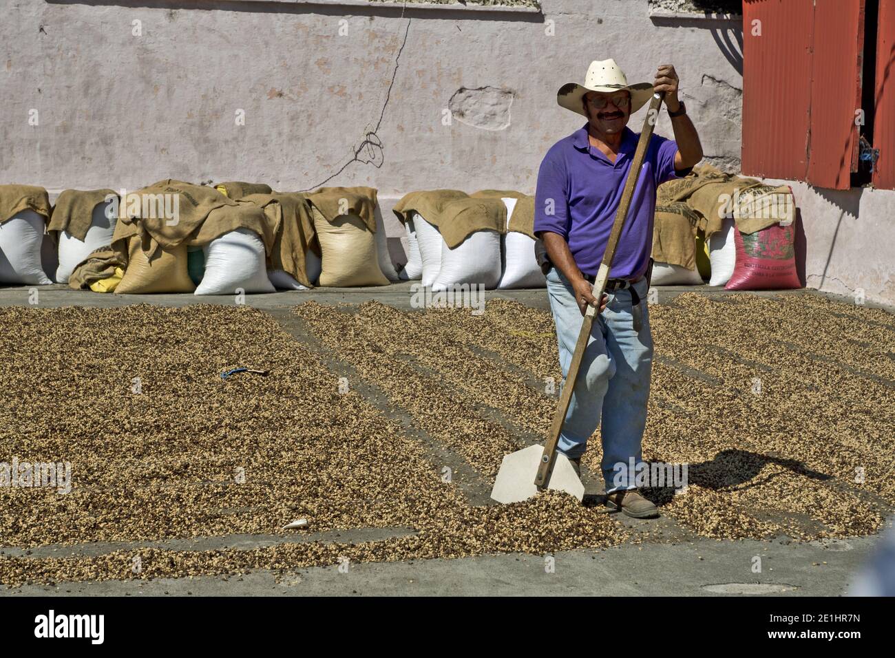 Ein Bauer trocknet Kaffeebohnen in der Sonne. Antigua, Guatemala, Mittelamerika Stockfoto