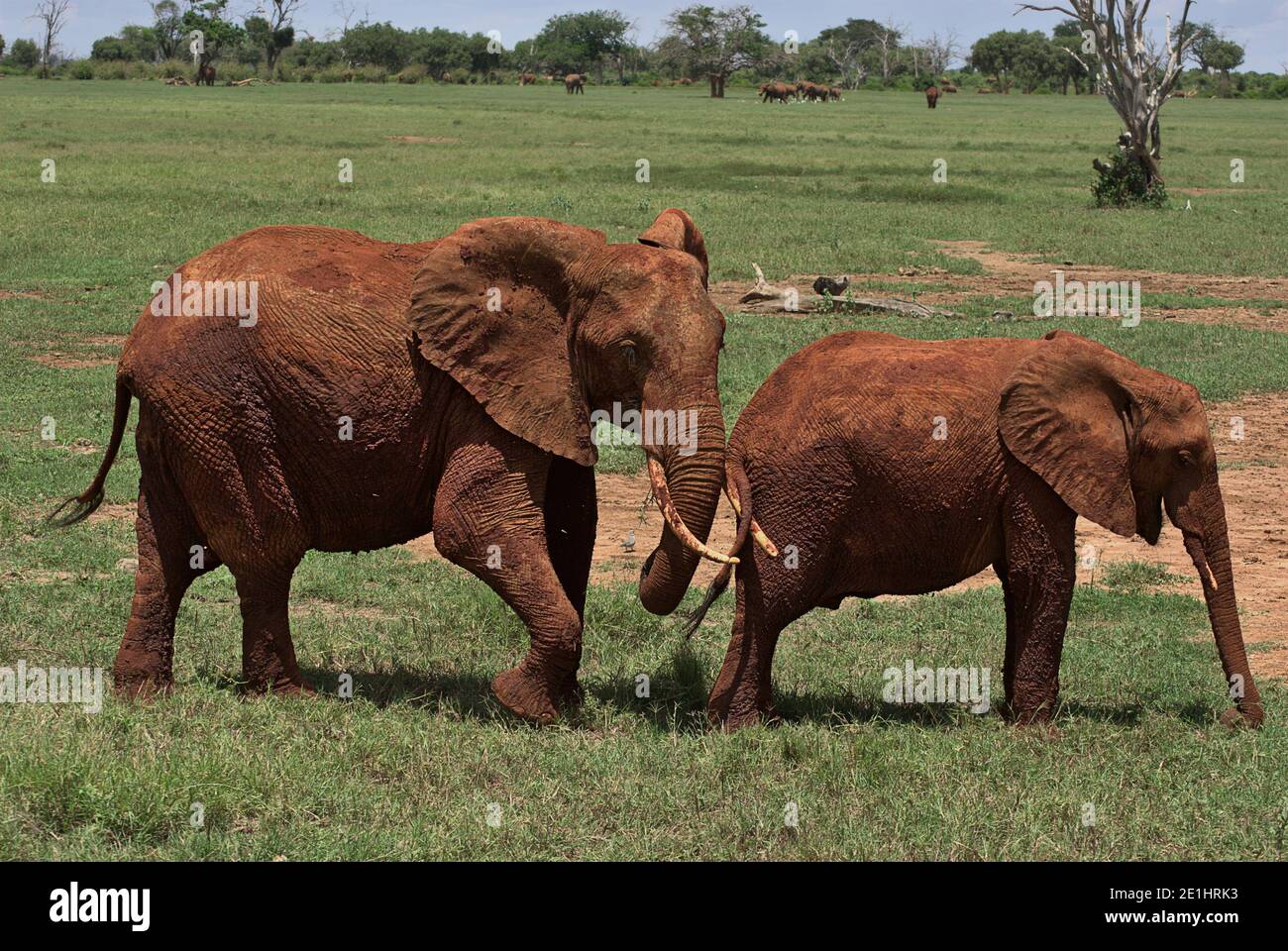 Afrikanische Elefanten auf der Savanne Stockfoto