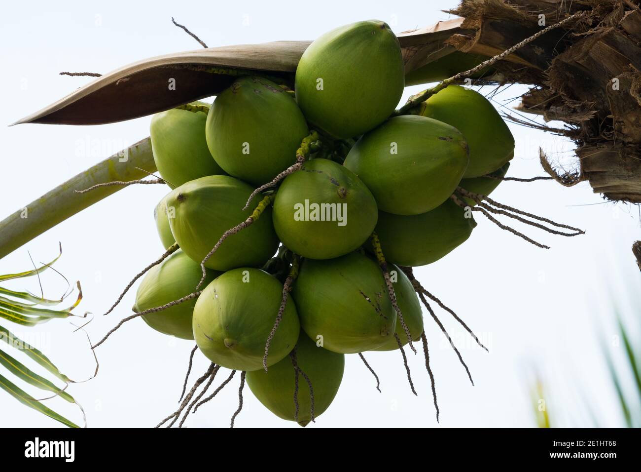 Grüne Kokosnüsse, unreif, hängend an einem Baum auf der tropischen Insel Mauritius, Konzept Landwirtschaft und Landwirtschaft in Afrika Stockfoto