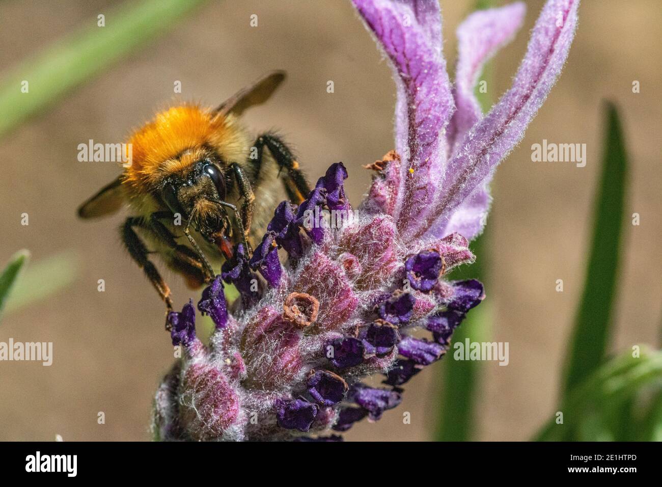 Detailreiches Kopf auf Makrobild einer Bumble Bee, die von einer Gartenblume ernährt. Bild zeigt Mundteile, die tief in das kleine Floret reichen. Stockfoto