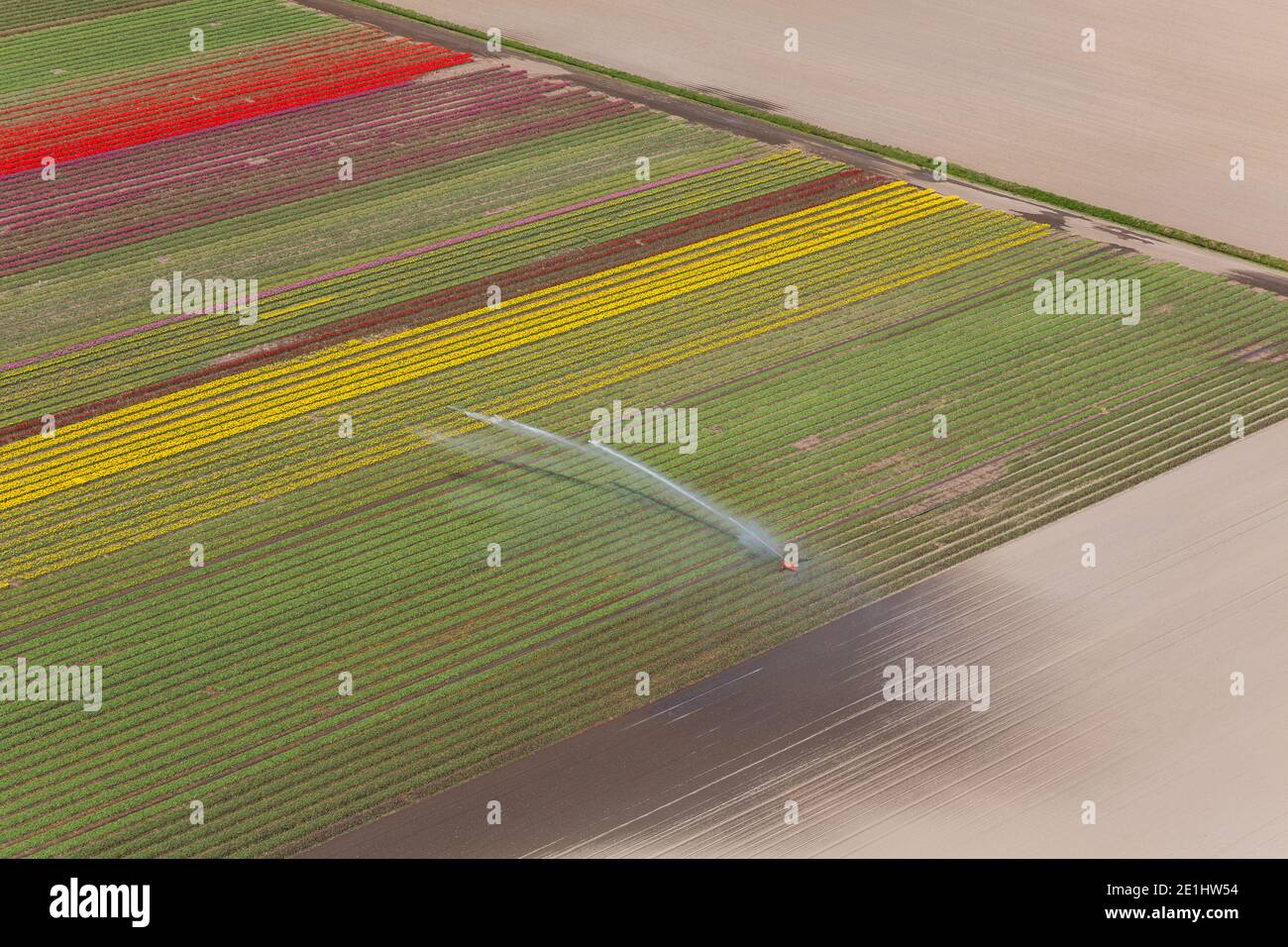 Tulpenfelder im Frühjahr, Nordholland, Niederlande Stockfoto