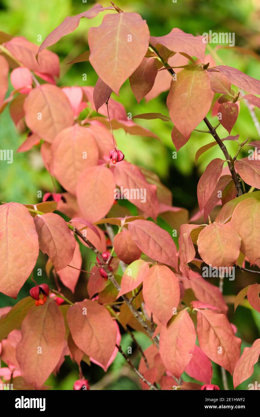 Herbstfarbe und bunte Früchte von Euonymus planipes 'Sancho' flach gestielt Spindel „Sancho“ Stockfoto
