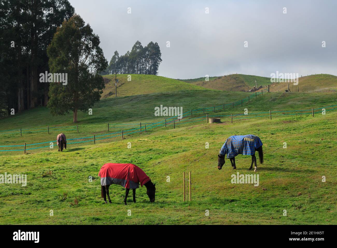 Pferde in bunten Winterdecken gekleidet Weiden auf einem Bauernhof Stockfoto