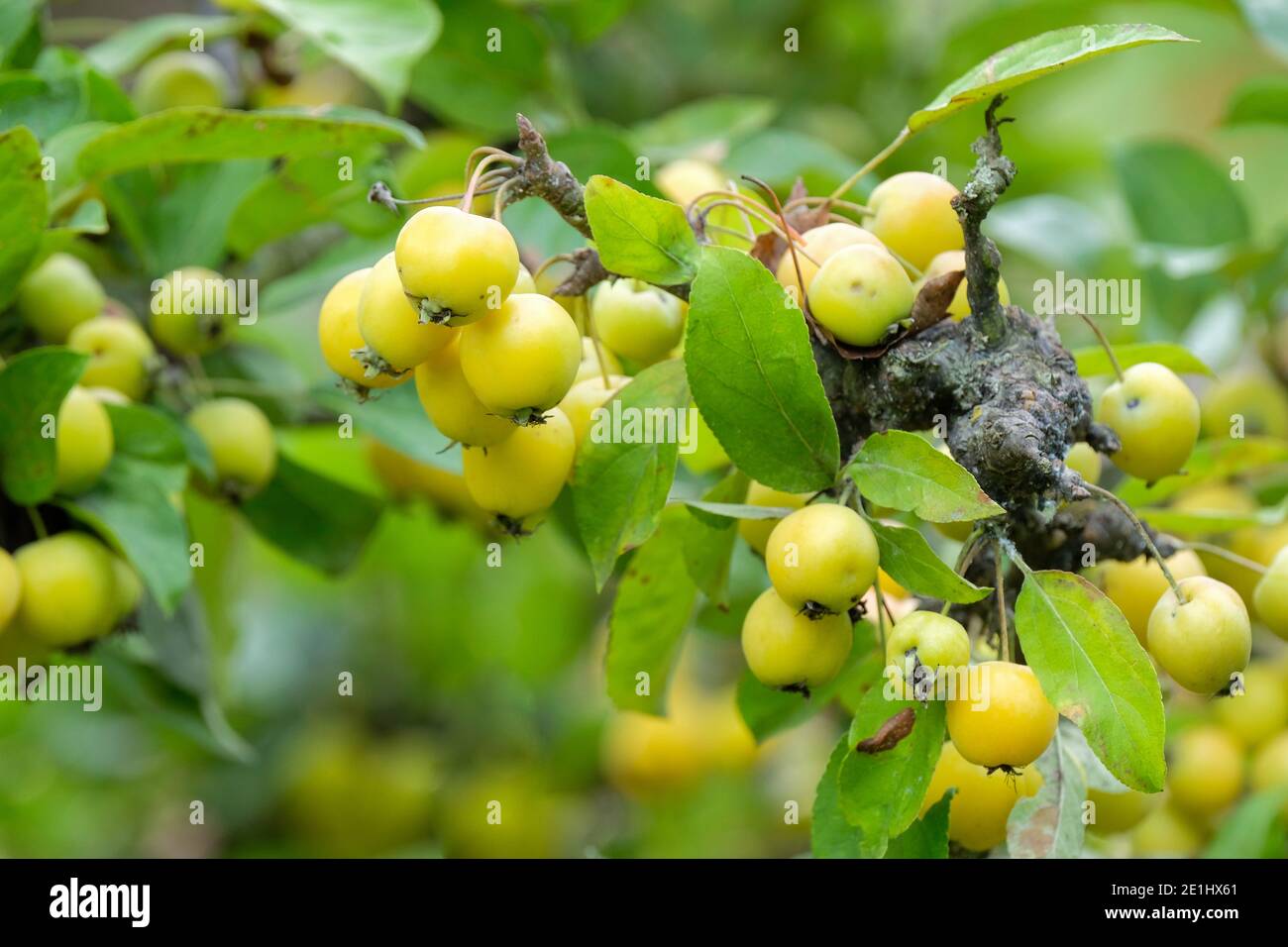 Reiche, gelbe Frucht wächst auf dem Baum. Malus × zumi 'Golden Hornet'. Krabbenapfel 'Golden Hornet'. Crabapple 'Golden Hornet' Baum Stockfoto