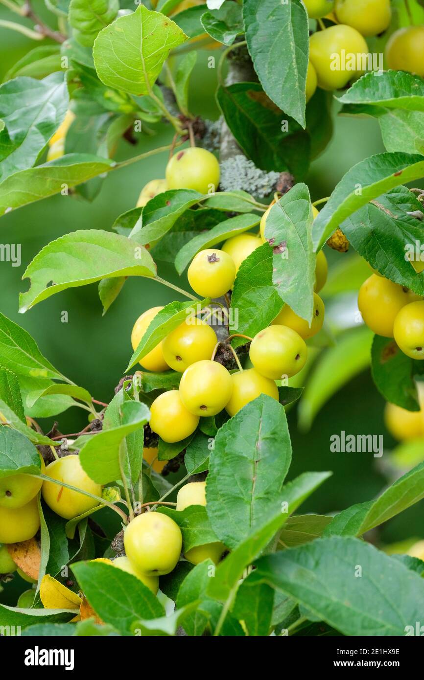 Reiche, gelbe Frucht wächst auf dem Baum. Malus × zumi 'Golden Hornet'. Krabbenapfel 'Golden Hornet'. Crabapple 'Golden Hornet' Baum Stockfoto