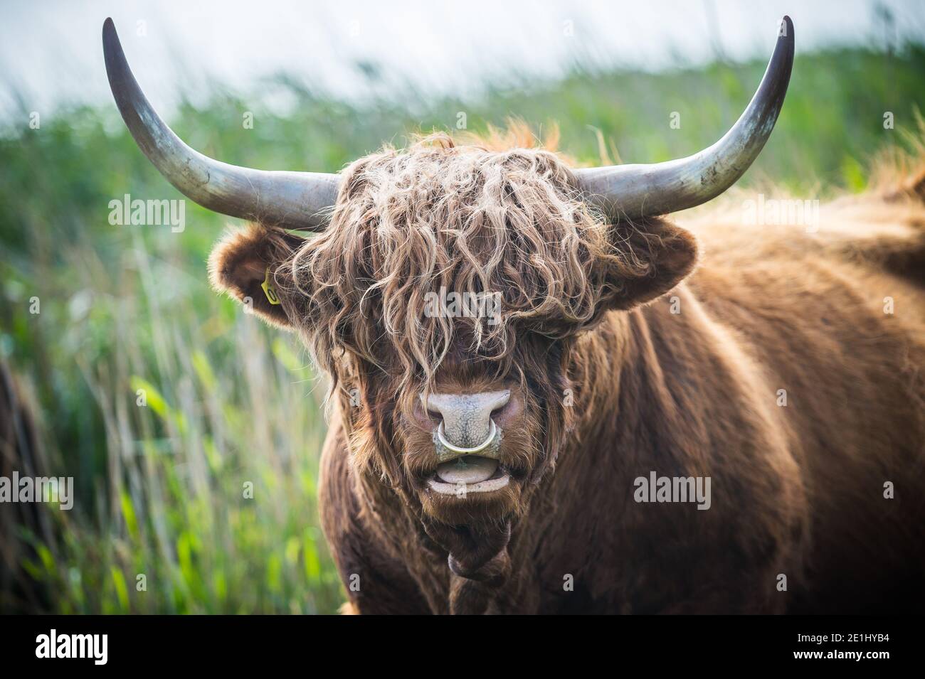 Fano, Dänemark. Juli 2020. Ein Hochlandbulle mit seinem charakteristischen dicken welligen, wolligen Fell und Hörnern grast in der Natur von Fanø. Stockfoto