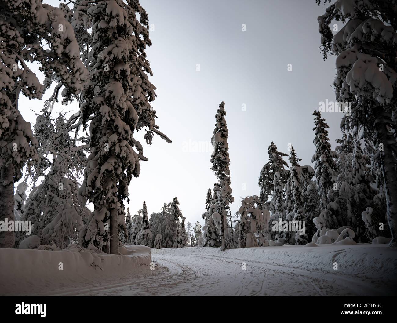 Skilanglaufpiste durch einen verschneiten Wald. Stockfoto