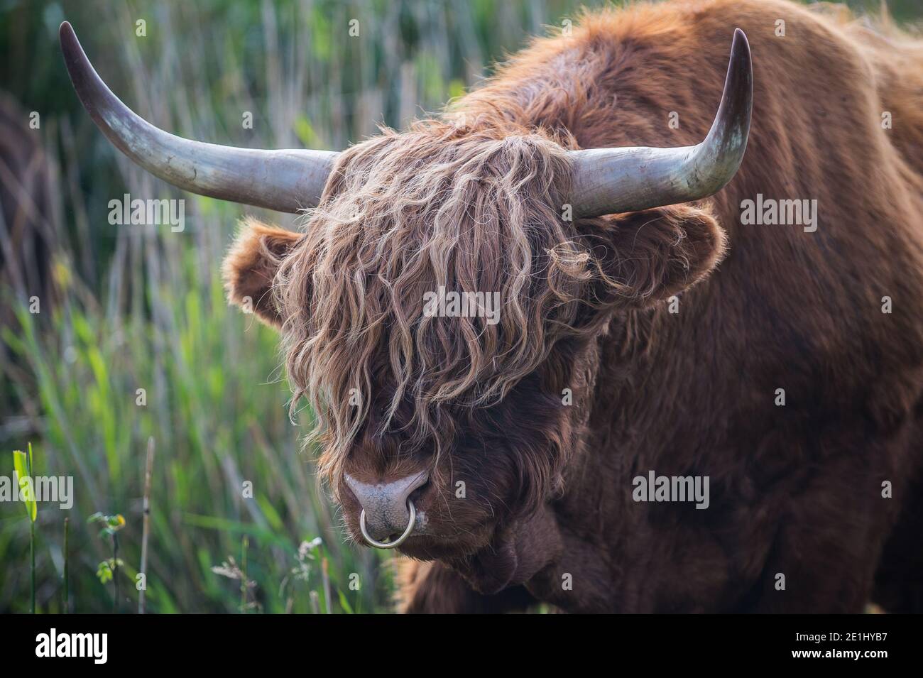 Fano, Dänemark. Juli 2020. Ein Hochlandbulle mit seinem charakteristischen dicken welligen, wolligen Fell und Hörnern grast in der Natur von Fanø. Stockfoto