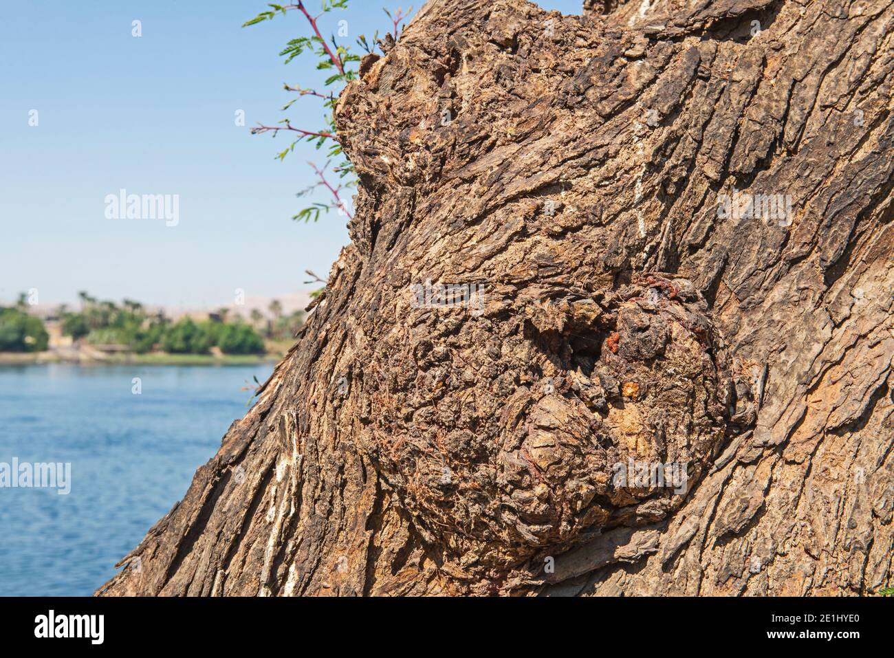Nahaufnahme Detail von großen Baumstamm mit neuem Wachstum gegen Ein blauer Himmel Hintergrund und großen Fluss Stockfoto