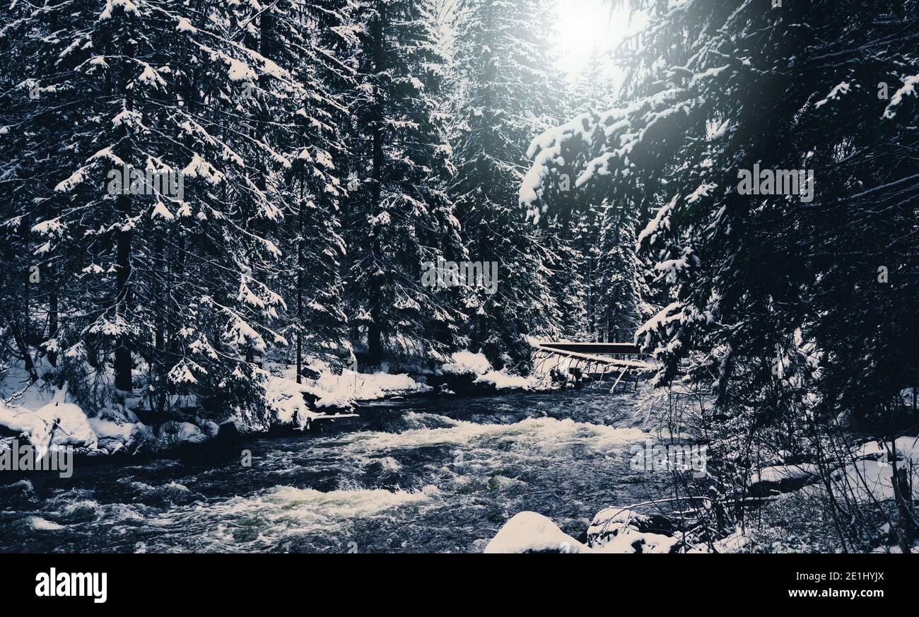 Der Fluss fließt durch einen dichten, schneebedeckten Kiefernwald. Stockfoto