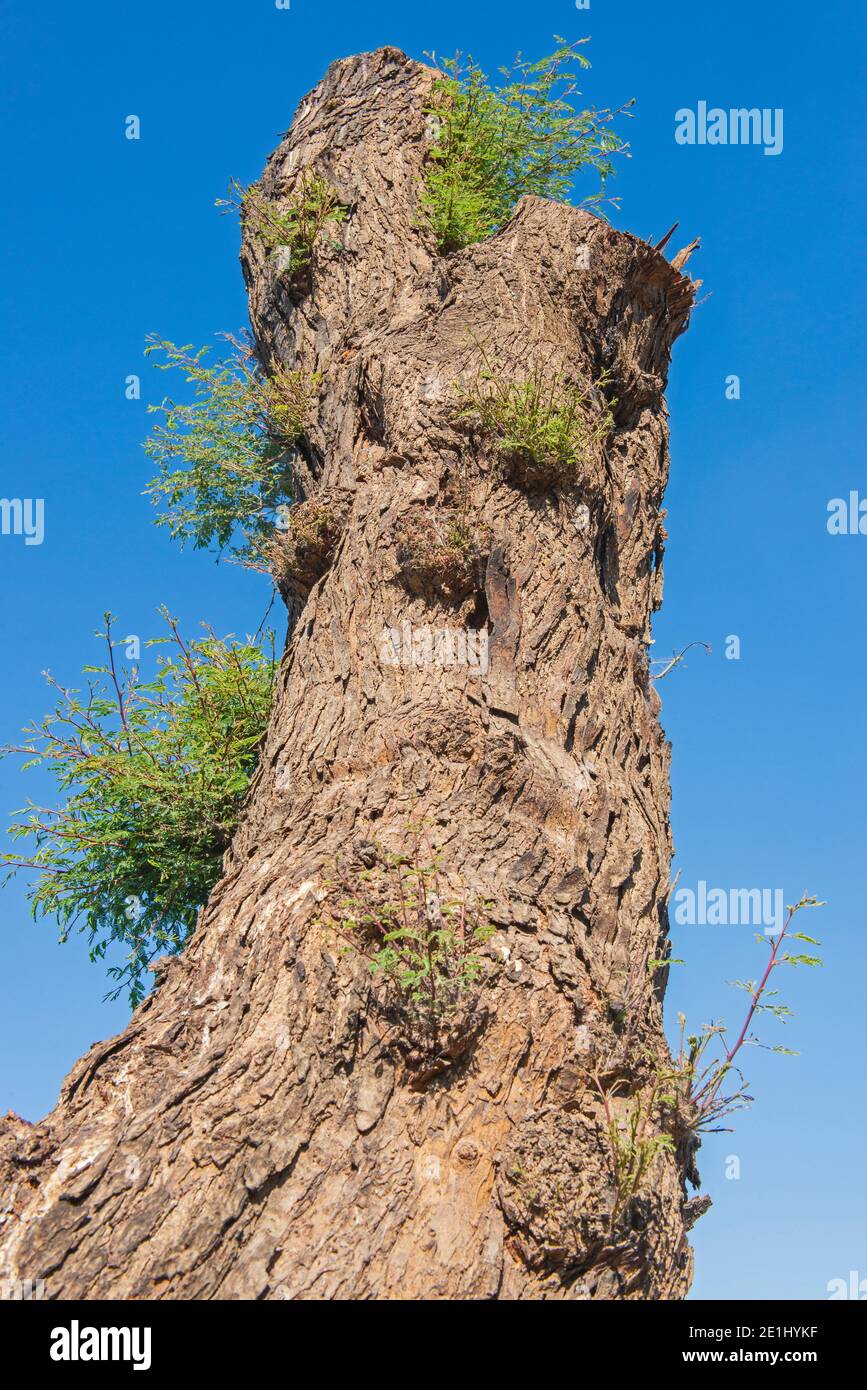 Nahaufnahme Detail von großen Baumstamm mit neuem Wachstum gegen Ein blauer Himmel Hintergrund Stockfoto